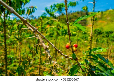 Coffee Farm And Plantations In Manizales, Colombia