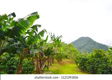 Coffee Farm In Puerto Rico, Recovering From Hurricane Maria, Coffee Plantain In The Puerto Rican Mountains.