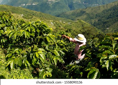 Coffee farmer in the fields of Colombia