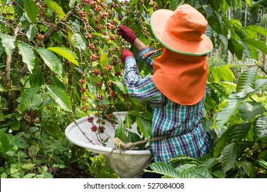 Coffee Farmer Harvesting Coffee Cherry