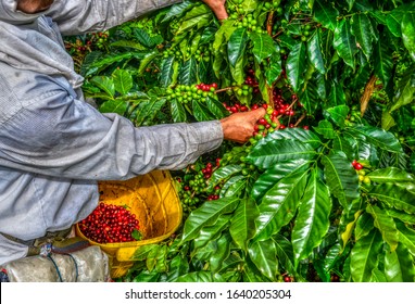 Coffee Farmer Picking Fresh Red Coffee  Beans In The Colombian Andes