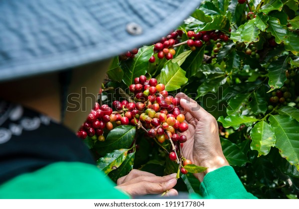 Coffee farmer\
picking ripe cherry beans, Fresh coffee bean in basket, Close up of\
red berries coffee\
beans.