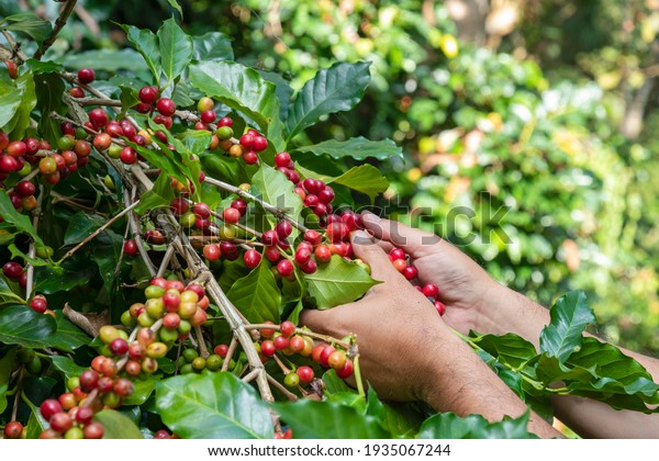 Coffee farmer\
picking ripe cherry beans, Fresh coffee bean in basket, Close up of\
red berries coffee\
beans.