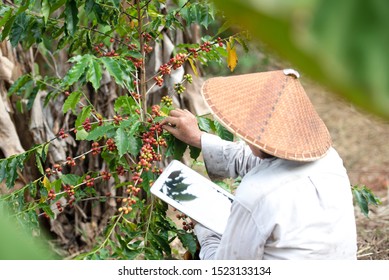 Coffee Farmers Are Harvesting Coffee Berries On A Coffee Farm In Vietnam, Asia.