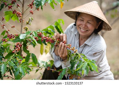 Coffee Farmers Are Harvesting Coffee Berries On A Coffee Farm In Vietnam, Asia.