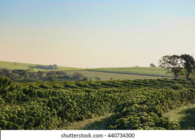 Coffee - Field Of Coffee Plantation Landscape