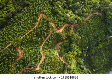 Coffee Fields In Costa Rica Aerial Drone Photograph 