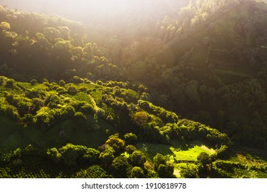 Coffee Fields In Costa Rica Aerial Drone Photograph 