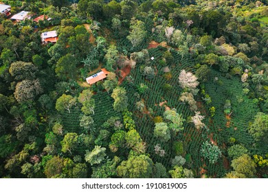 Coffee Fields In Costa Rica Aerial Drone Photograph 