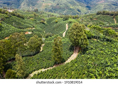 Coffee Fields In Costa Rica Aerial Drone Photograph 