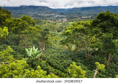 Coffee Fields In Costa Rica Aerial Drone Photograph 