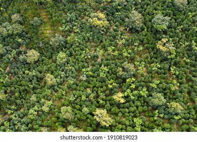 Coffee Fields In Costa Rica Aerial Drone Photograph 