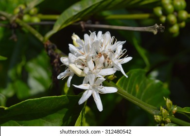 Coffee Flower