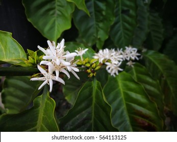 Coffee Flower 