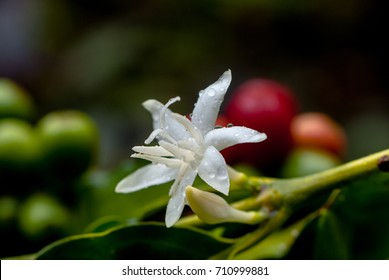 Coffee Flower,