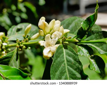 Ethiopian Flower Images Stock Photos Vectors Shutterstock