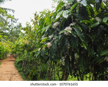 Coffee Flower. Dominican Republic