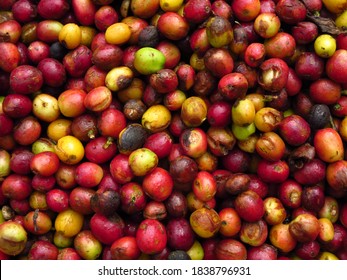 Coffee Fruits On Plants Of Small Organic Farm In Matagalpa Region Of Nicaragua