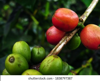 Coffee Fruits On Plants Of Small Organic Farm In Matagalpa Region Of Nicaragua