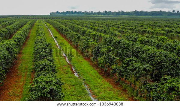 Coffee Garden Pak Chong District Champasak Stock Photo Edit Now