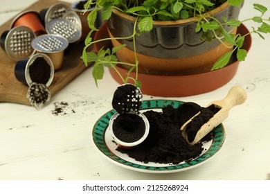 Coffee Grounds From Espresso Coffee Capsules. Eco Friendly And Cheap Way How To Manure Plants And Flowers. 