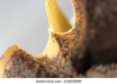 Coffee Grounds in Filter