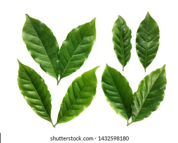 276,482 Coffee leaf Stock Photos, Images & Photography | Shutterstock