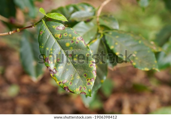 Coffee\
leaf disease in the field with early researchers harvesting Robusta\
and Arabica berries by the hands of farmers. Workers harvest\
Arabica coffee on the branch. Berry coffee\
disease