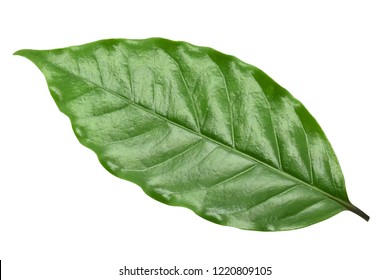 Coffee Leaf Green On White Background.