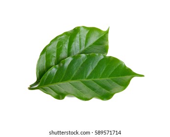 Coffee Leaf On A White Background.