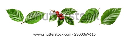coffee leaves isolated white background