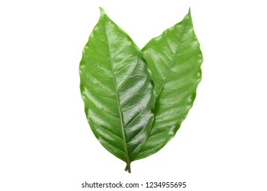 Coffee Leaves On White Background Stock Photo 1234955695 