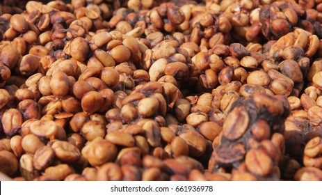 Coffee mink (Kopi Luwak)