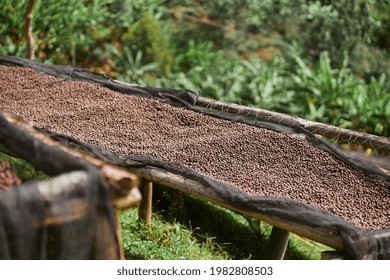 coffee natural drying process at washing station at the mountain region of eastern africa