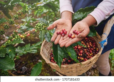 El picador del café muestra cerezas rojas en el fondo de la cesta
