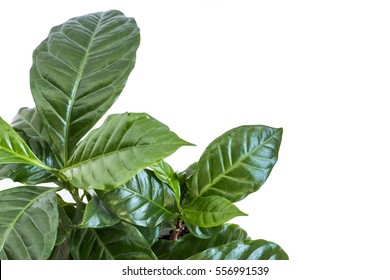 Coffee Plant Bush On White Background With Space For Text