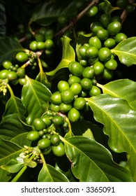 Coffee Plant Detail