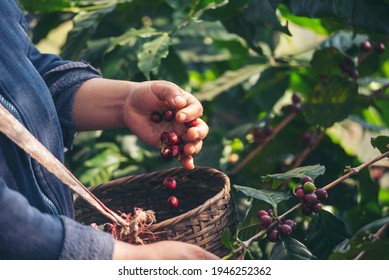 Coffee Plant Farm Woman Hands Harvest Raw Coffee Beans. Ripe Red Berries Plant Fresh Seed Coffee Tree Growth In Green Eco Farm. Close Up Hands Harvest Red Seed In Basket Robusta Arabica Plant Farm. 