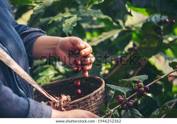 Coffee plant farm woman Hands harvest raw coffee beans.\
Ripe Red berries plant fresh seed coffee tree growth in green eco\
farm. Close up hands harvest red seed in basket robusta arabica\
plant farm. 
