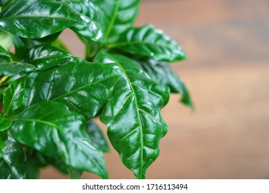 Coffee Plant Leaves   ( Coffea Arabica )