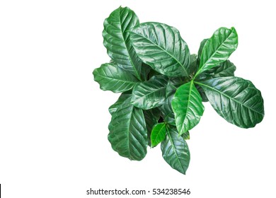 Coffee Plant On White Background