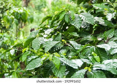 A Coffee Plant In A Plantation In Coorg, India