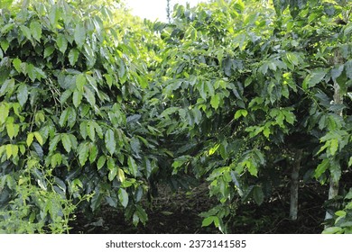 Coffee Plant, Robusta Coffee, In the Aceh region, this coffee was developed by Acehnese farmers