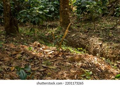 Coffee Plant Is Super Easy Plant To Grow. With The Right Light, Water And Humidity Will Grow To Inches In Few Months. Here Is A Young Coffee Plant From A Coffee Plantation.