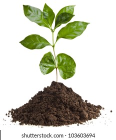 Coffee Plant Tree Growing Seedling In Soil Pile Isolated On White Background