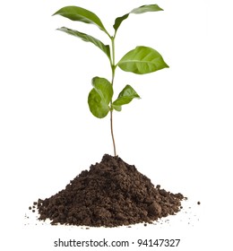 coffee plant tree growing seedling in soil isolated on white background 