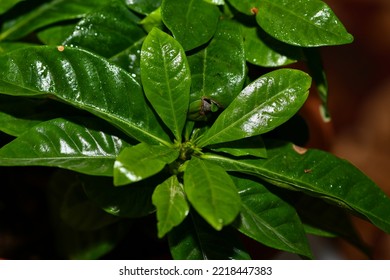 Coffee Plant With Yellowing Leaves.