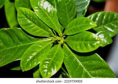 Coffee Plant With Yellowing Leaves.