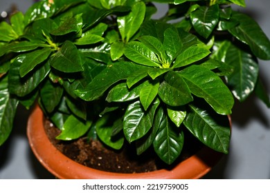 Coffee Plant With Yellowing Leaves.