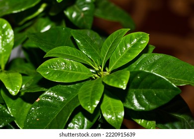 Coffee Plant With Yellowing Leaves.